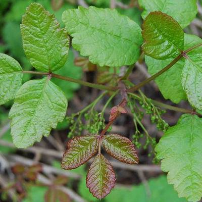 Poison Oak & Poison Ivy Herbal Remedies